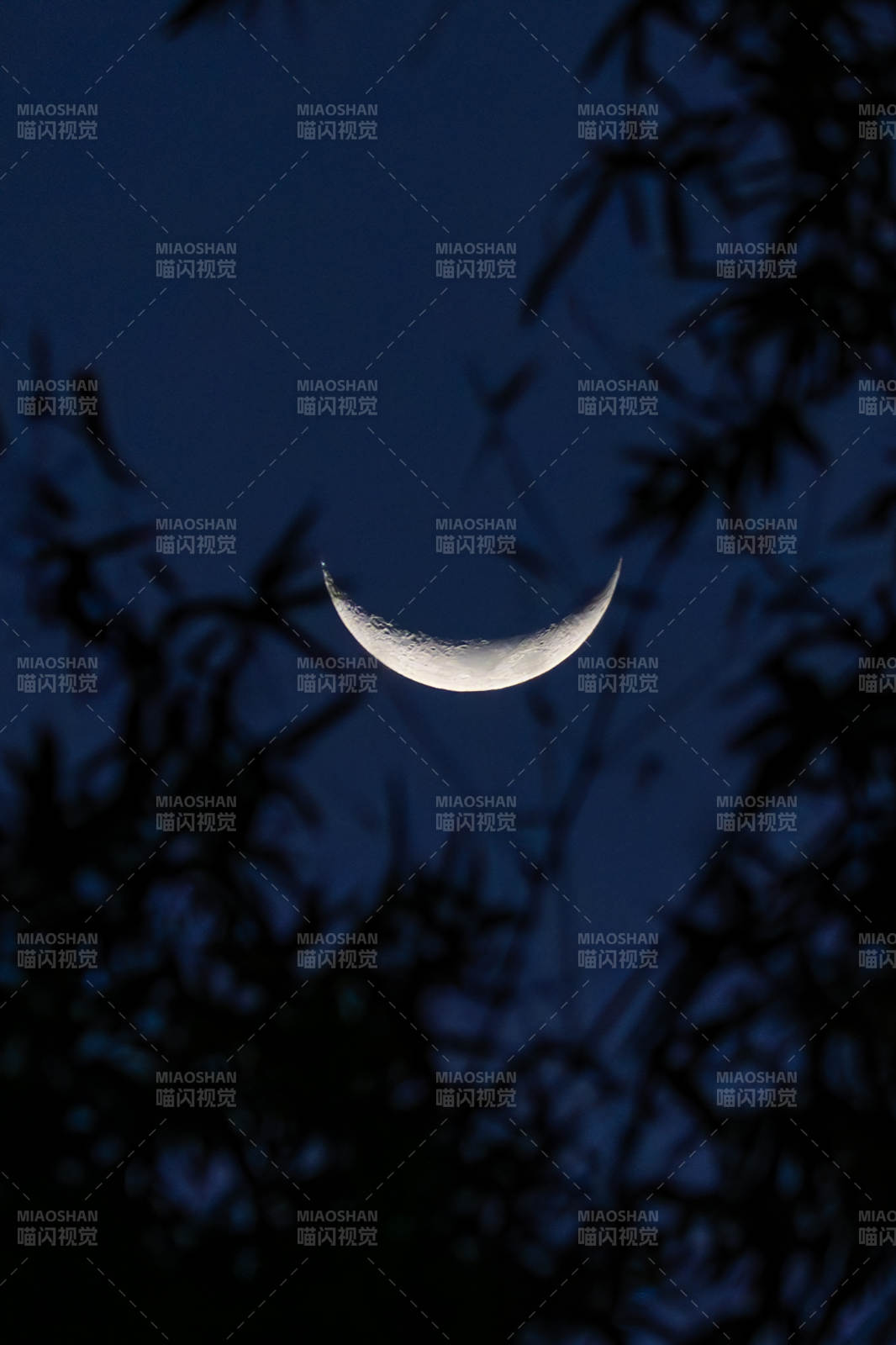 新月挂枝头图片