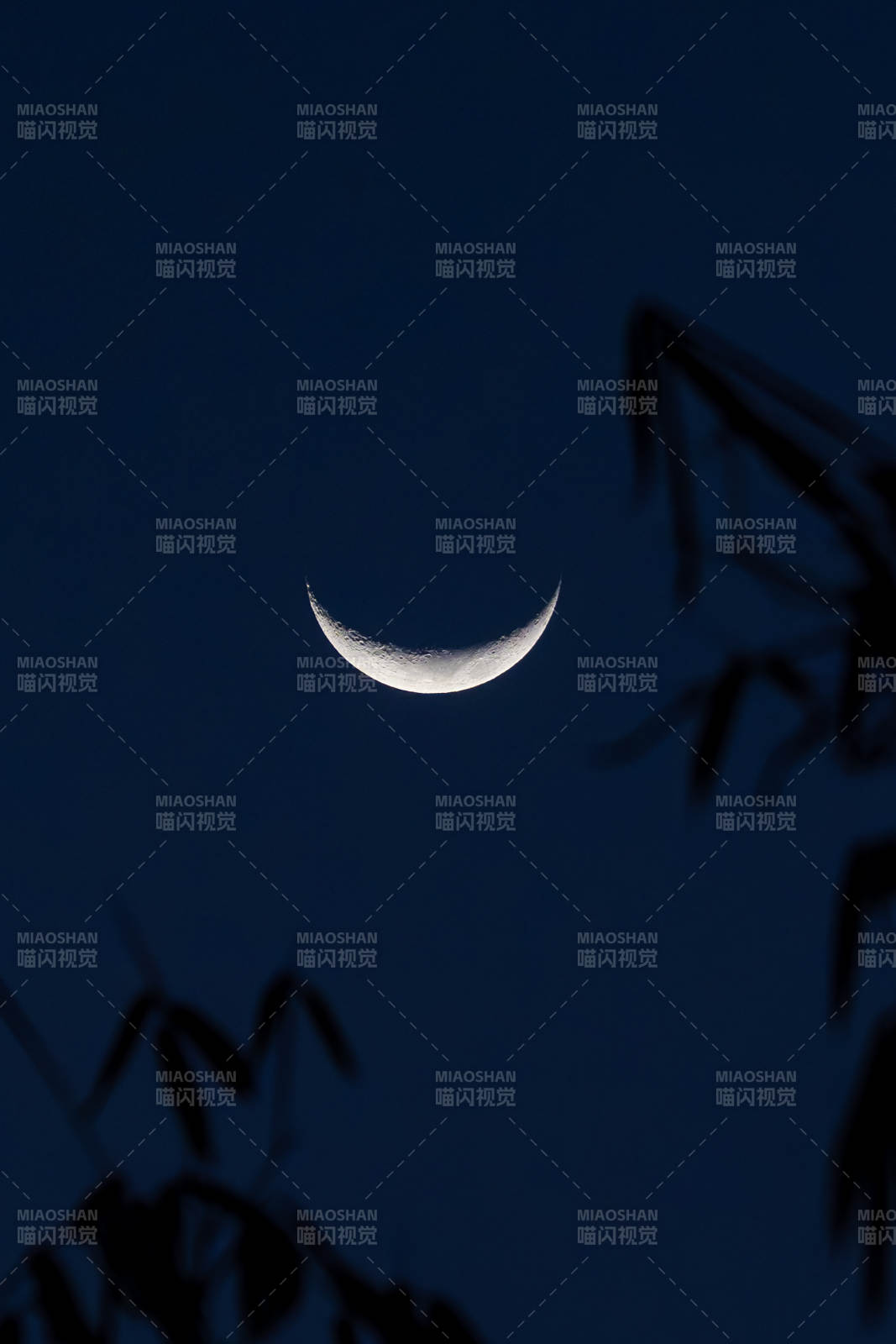 新月映竹影图片