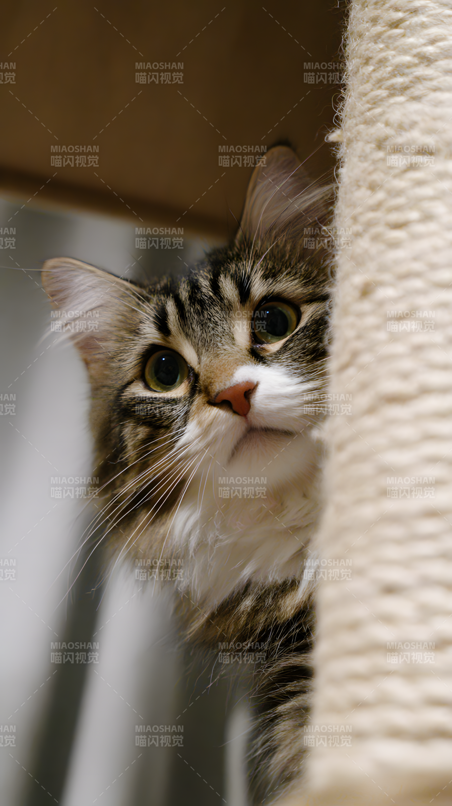 猫咪探头偷看图片