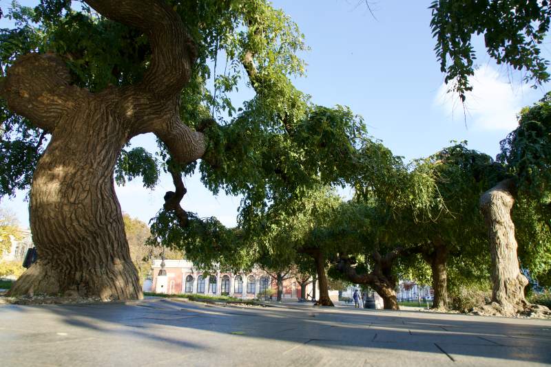 敖德萨古树成荫的街道图片