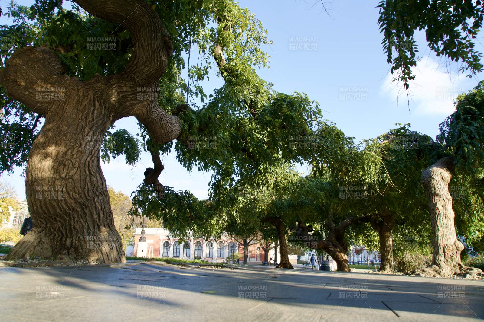 敖德萨古树成荫的街道图片