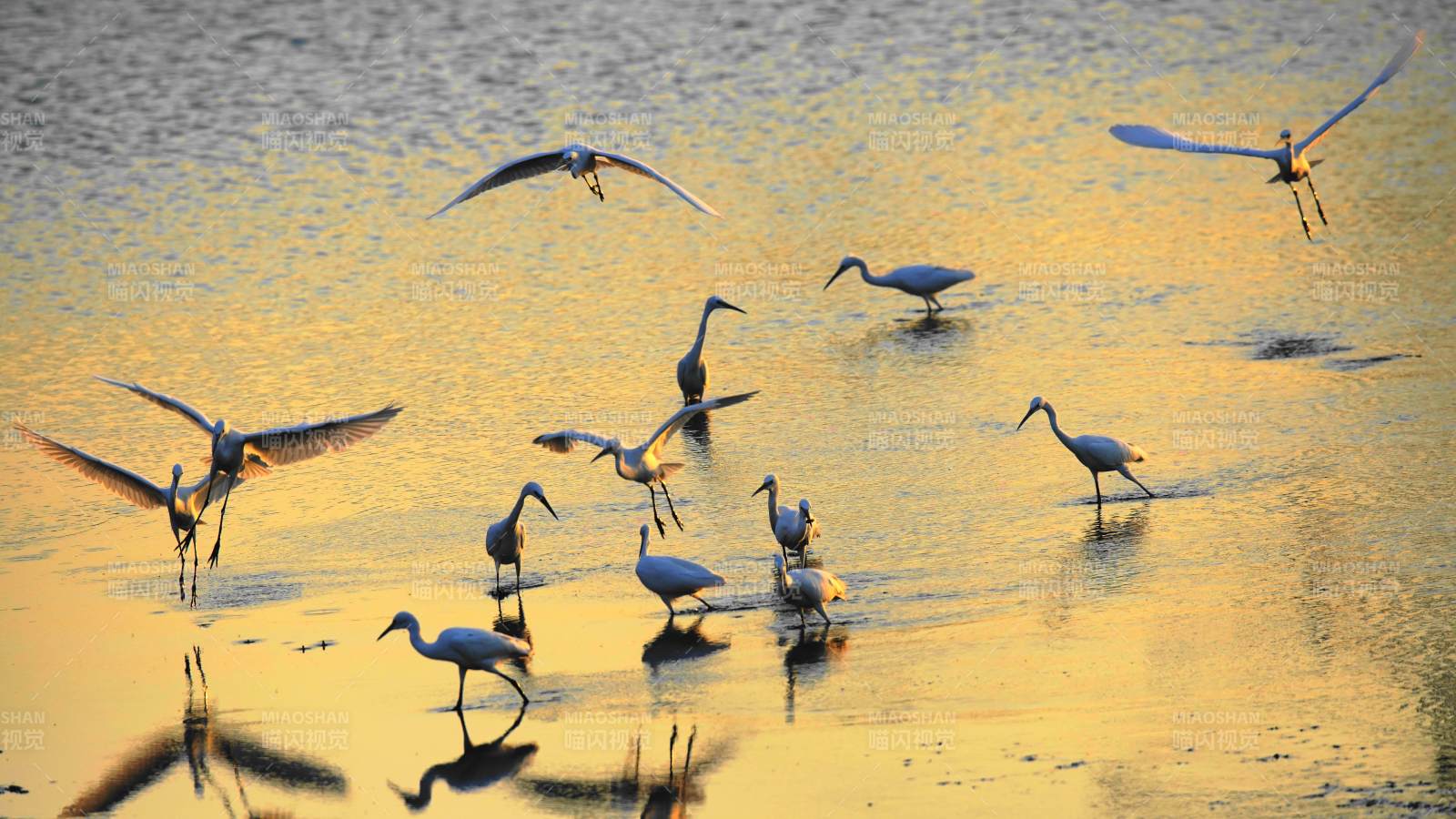 鹭鸟栖息湖面图片