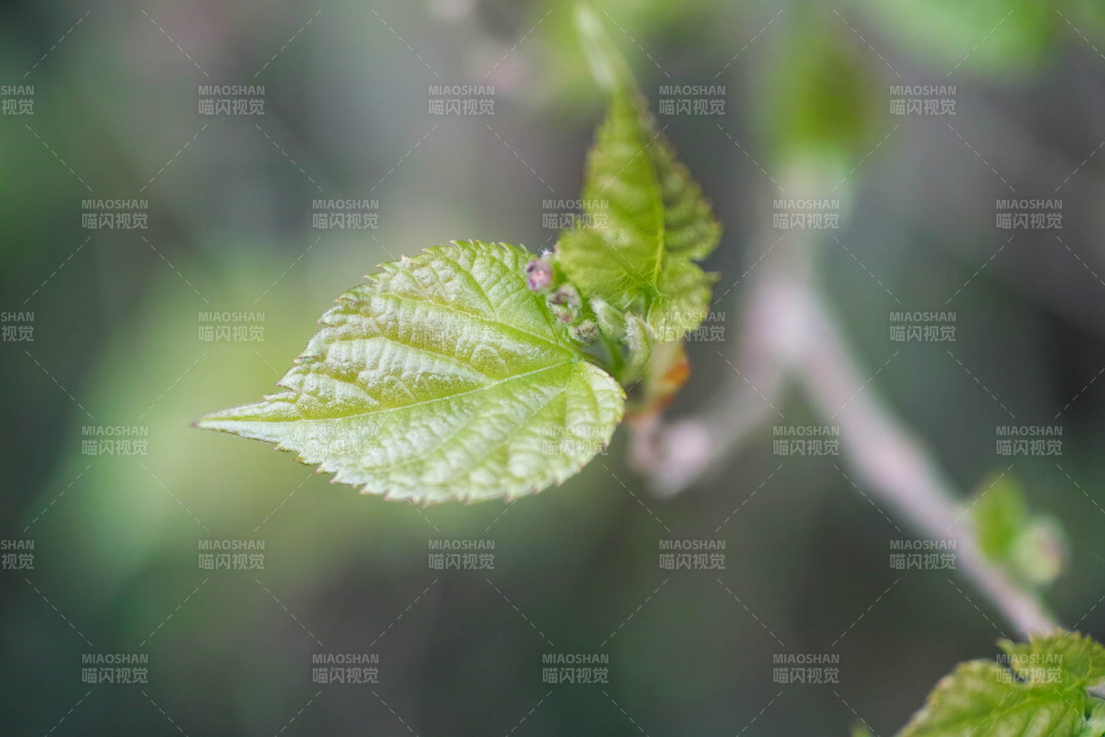 嫩叶初生图片