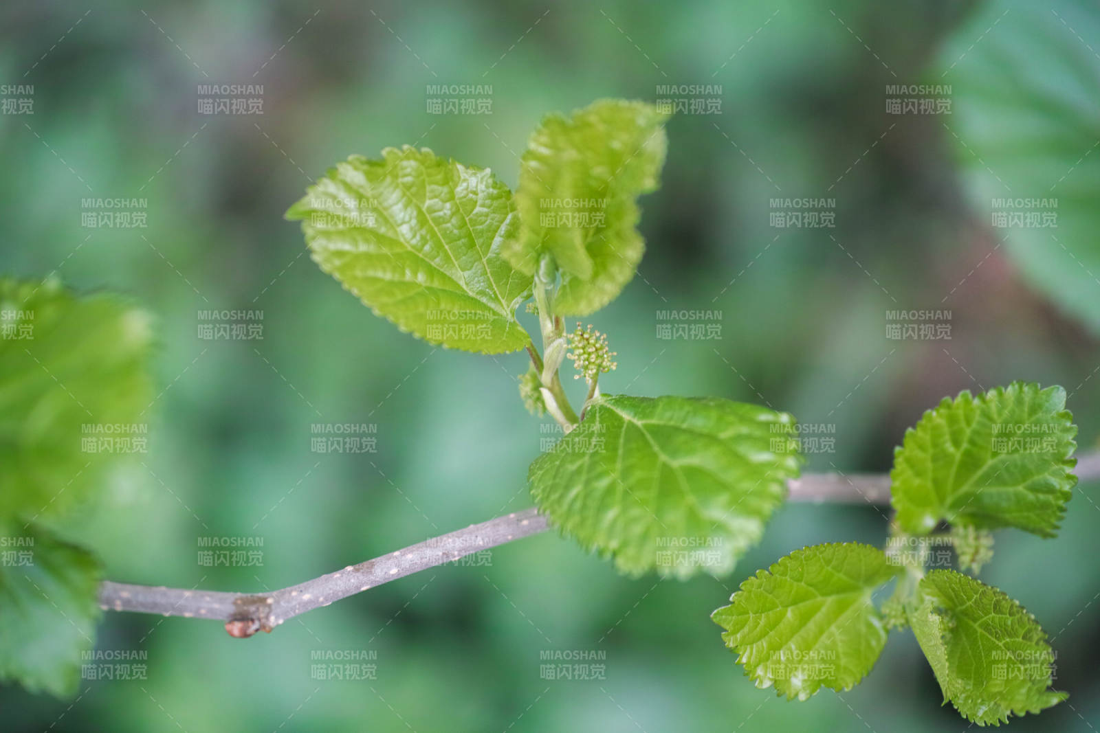 嫩绿新叶生机盎然图片