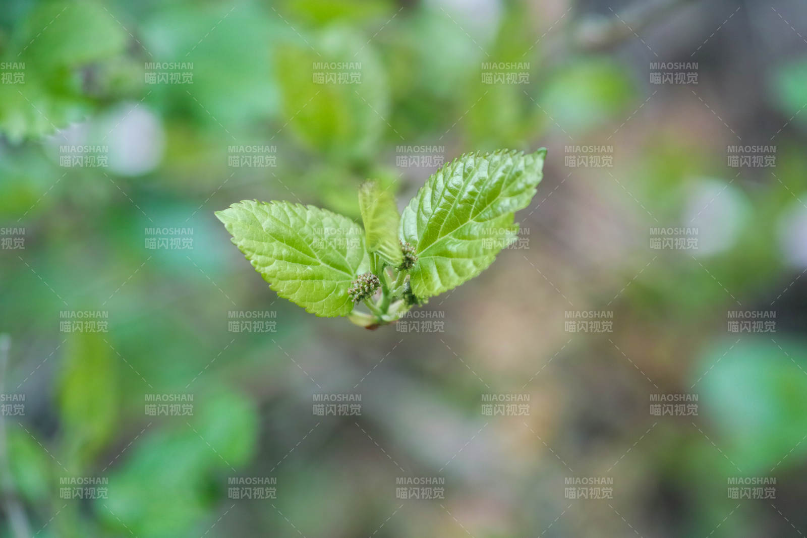 嫩叶初生 春意盎然图片