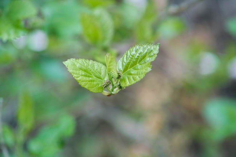 嫩叶初生 春意盎然图片