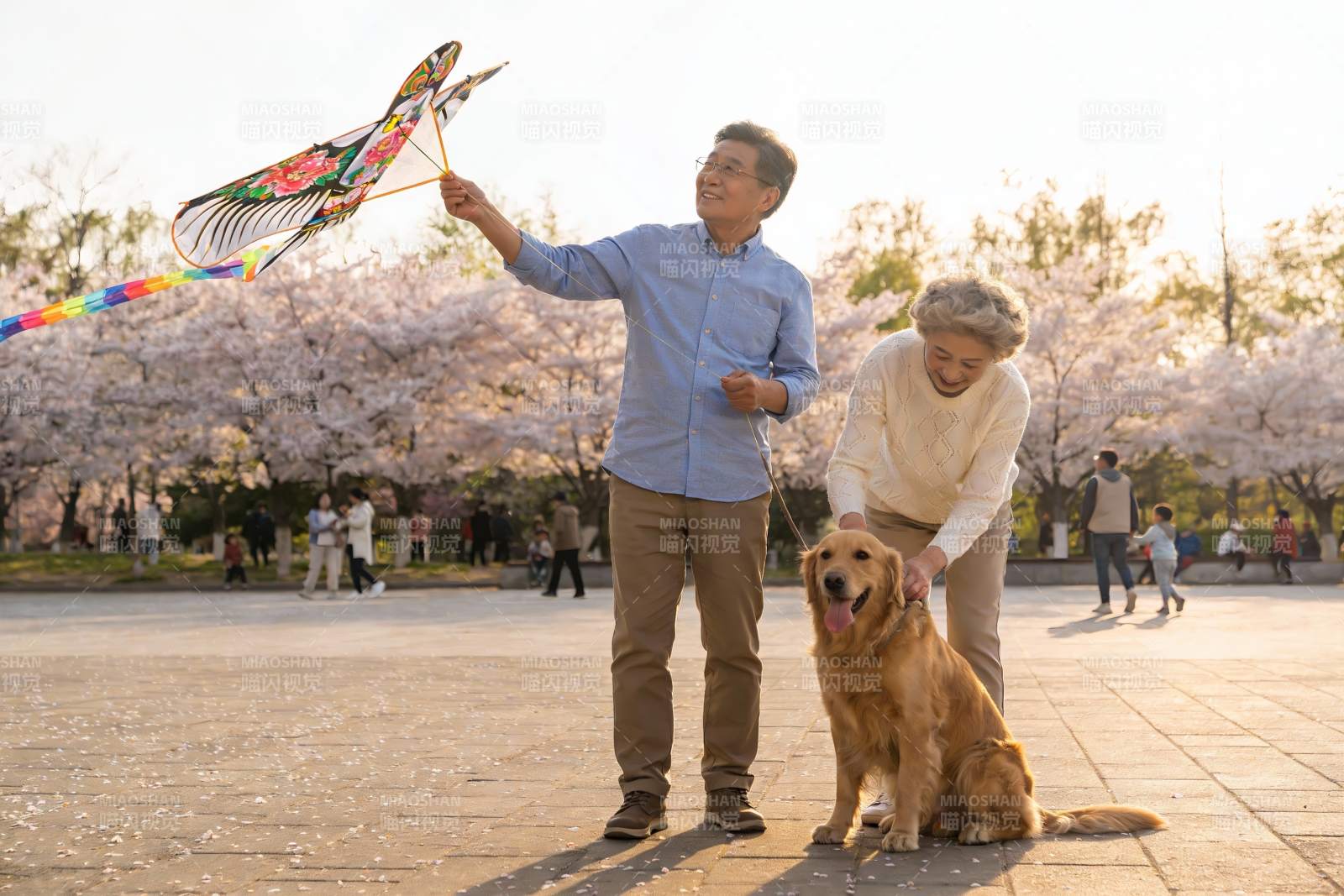 公园赏樱放风筝与宠物狗图片