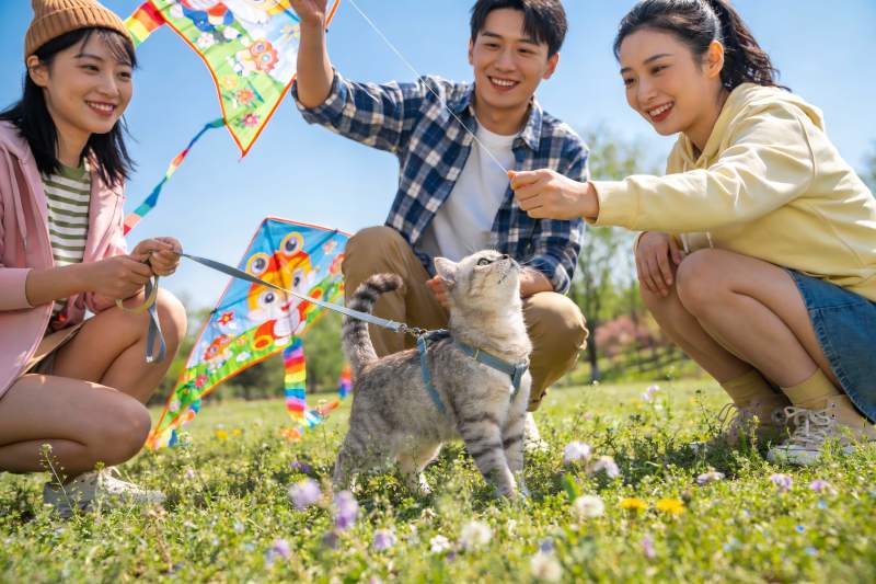 三青年户外放风筝与猫咪互动图片