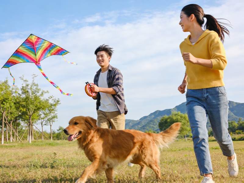 情侣户外放风筝遛狗欢乐场景图片