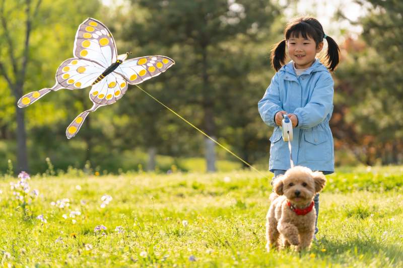 小女孩草地上放风筝遛狗图片