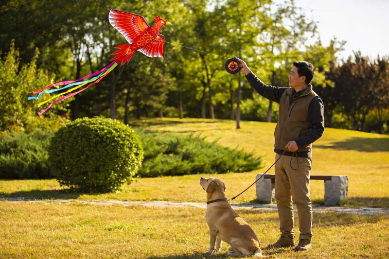 男子公园放飞凤凰风筝与狗相伴图片