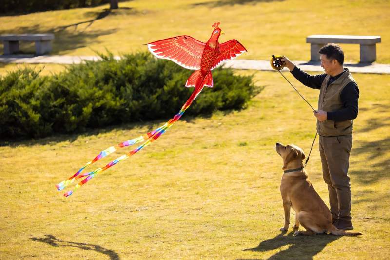 男子与爱犬放飞凤凰风筝图片