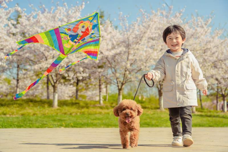 春日公园放风筝遛狗图片