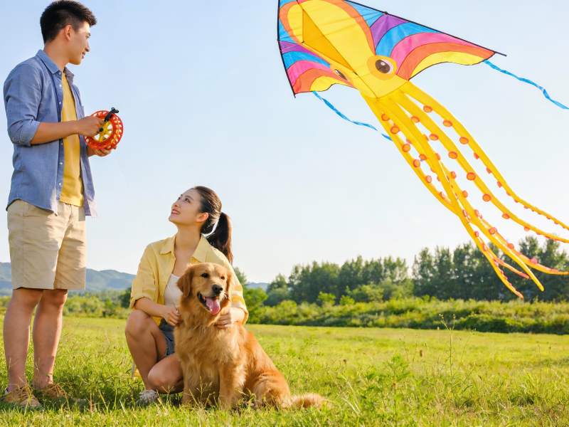 情侣草地放风筝与宠物狗图片
