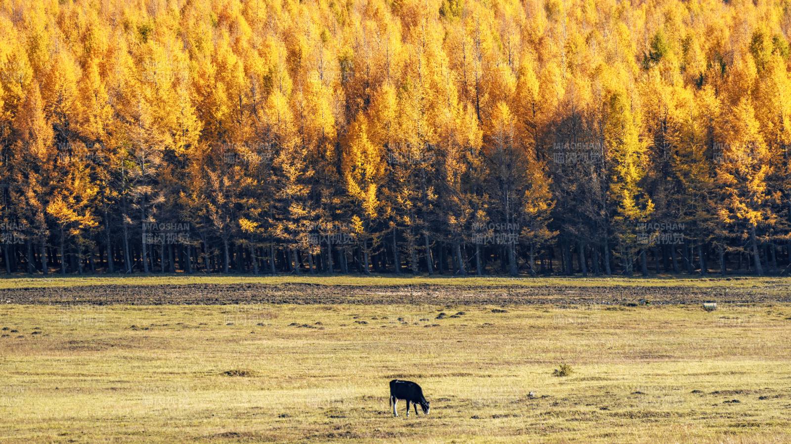 秋天草原森林牧马图图片