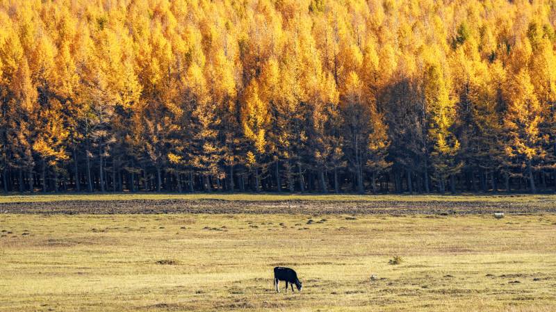 秋天草原森林牧马图图片