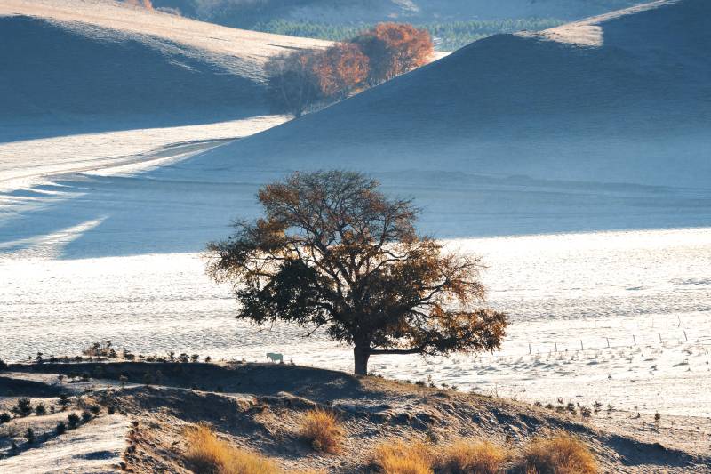 雪后草原上孤独的树与马图片
