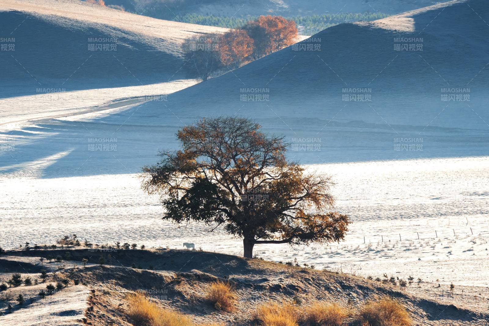 雪后草原上孤独的树与马图片