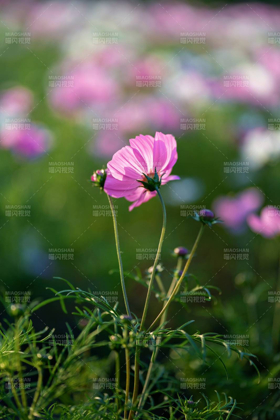 粉花绽放 绿意盎然图片