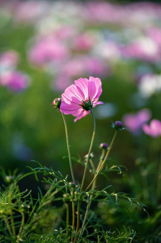粉花绽放 绿意盎然图片