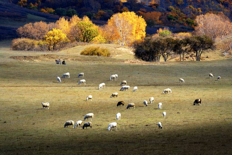 秋日草原牧场羊群图图片