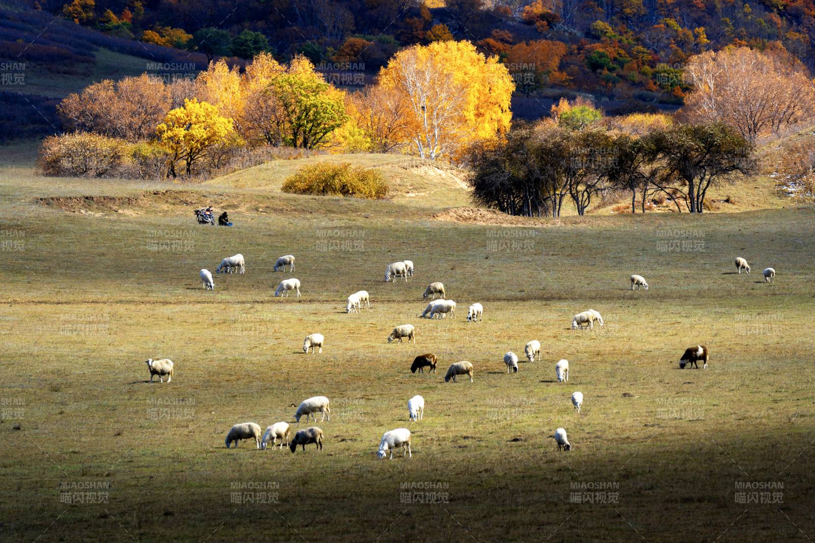 秋日草原牧场羊群图图片