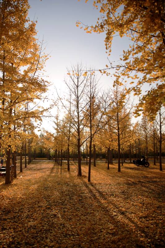 秋林金叶铺地图片