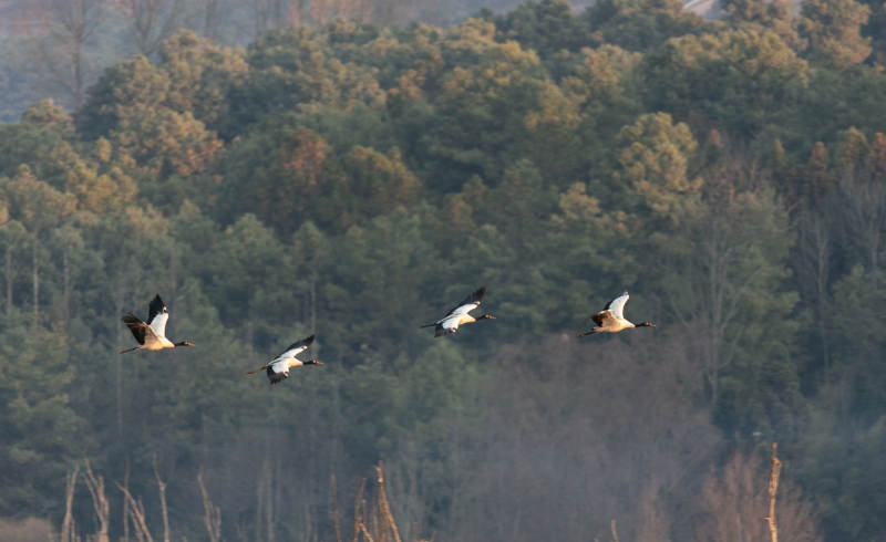山林间的黑颈鹤图片