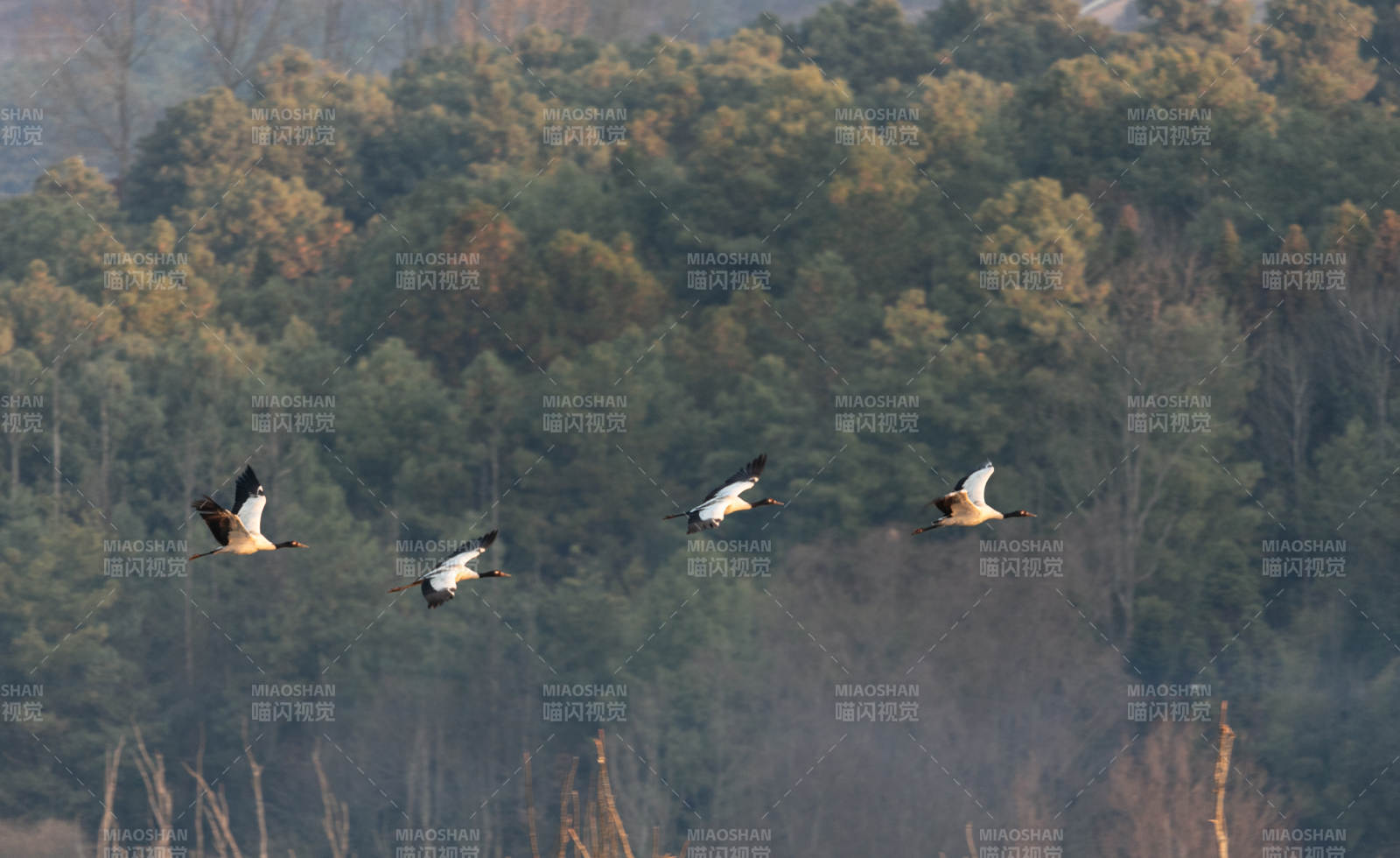 山林间的黑颈鹤图片