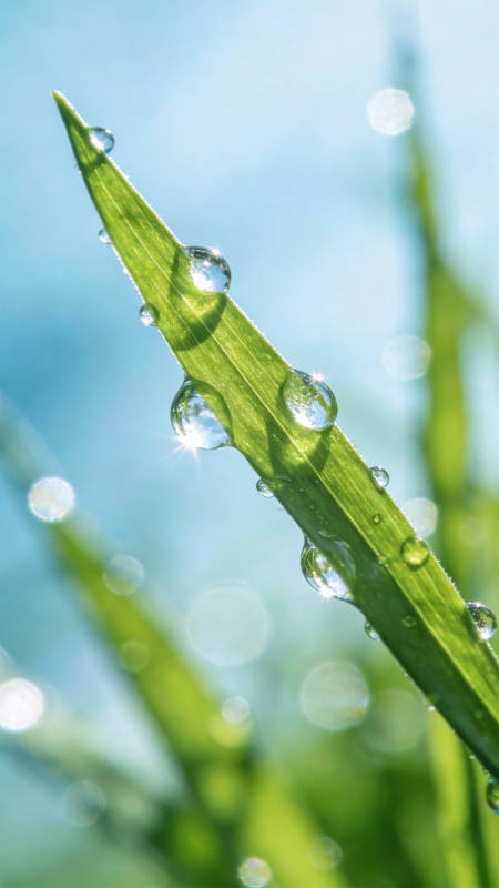 露珠映晨光图片