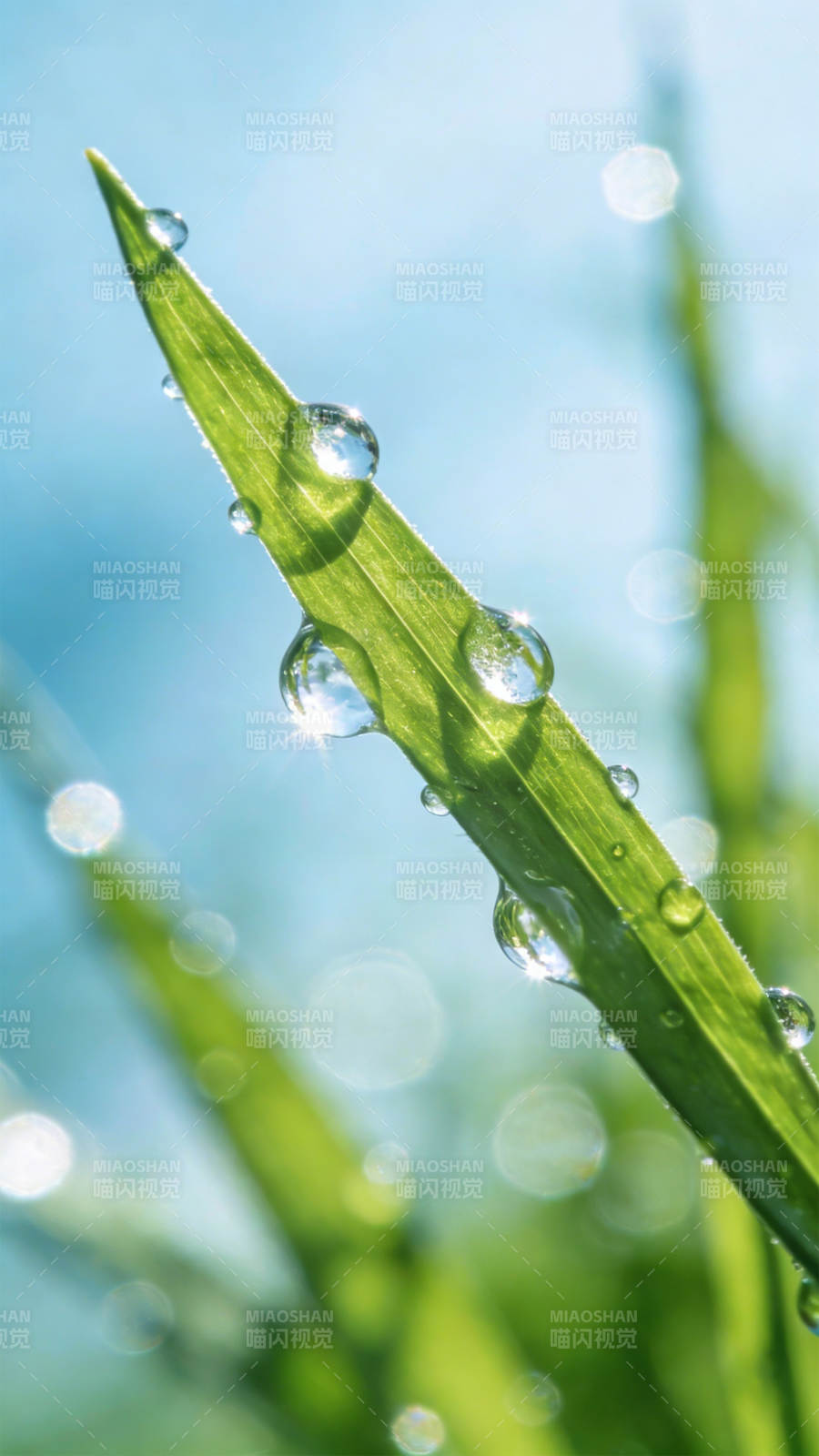 露珠映晨光图片