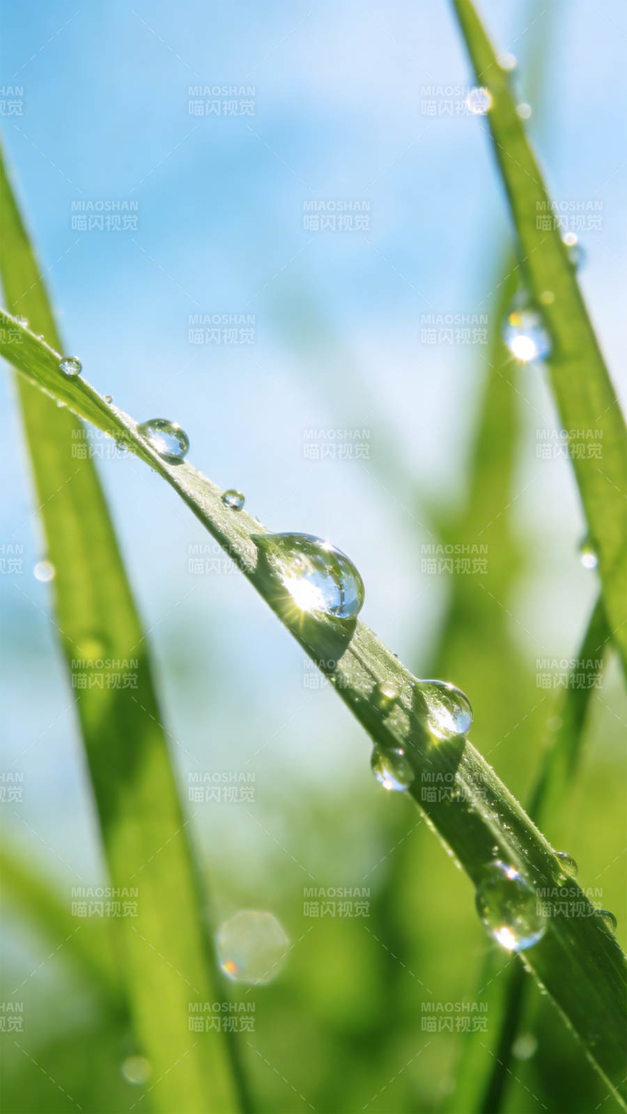 晨露晶莹草叶上图片