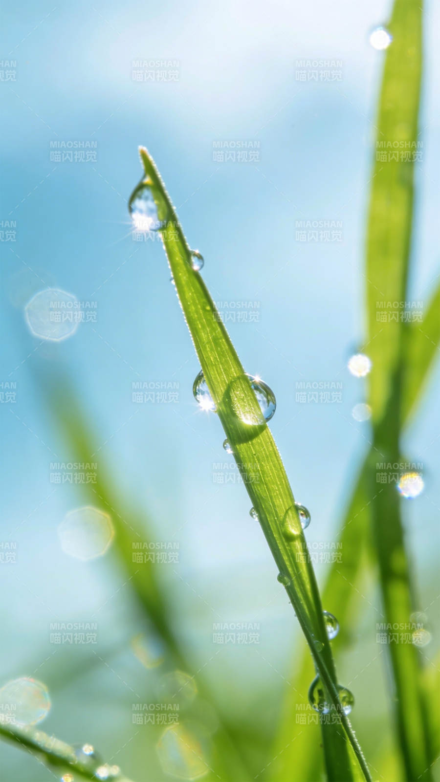 露珠草叶 晨光闪烁图片