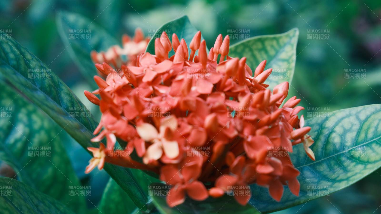 橙色花簇绽放图片