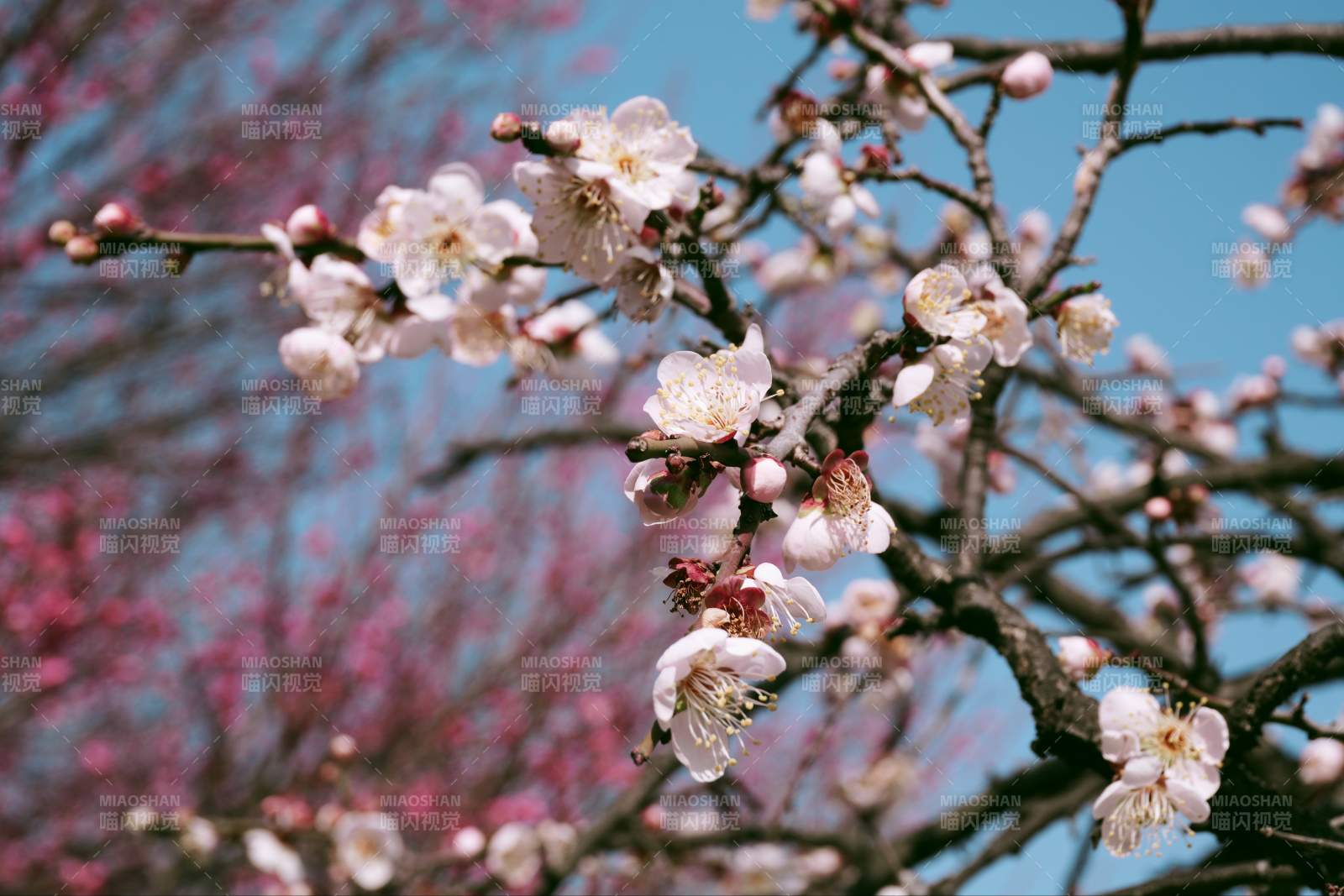 梅花绽放春意浓图片