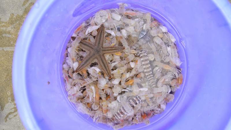 海星与贝壳的奇妙组合图片