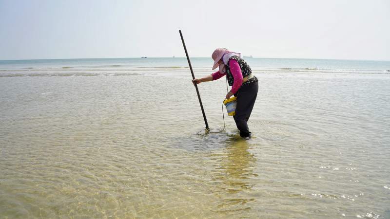 海边挖贝人图片