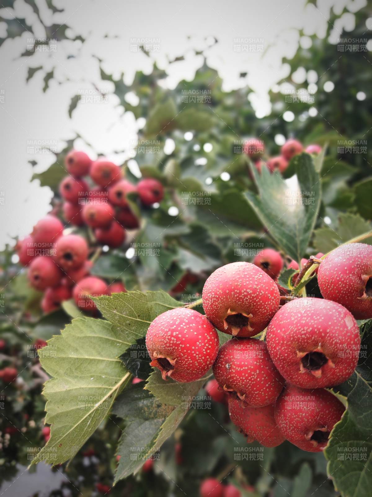 红果满枝头图片