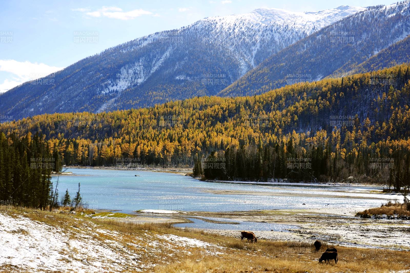 喀纳斯雪山秋湖野牛图图片