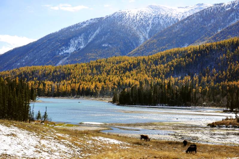 喀纳斯雪山秋湖野牛图图片