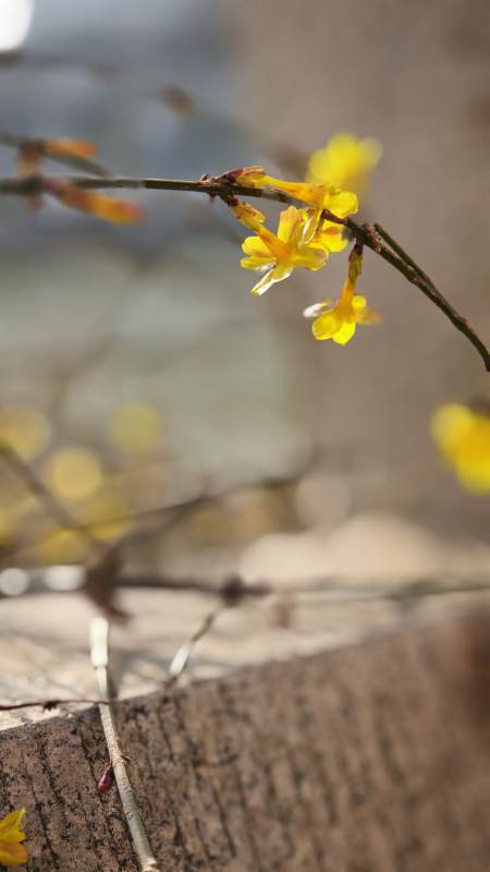 迎春花绽放枝头图片