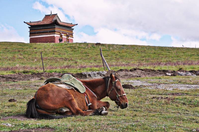 四川阿坝黄河九曲第一湾景区草场与马图片