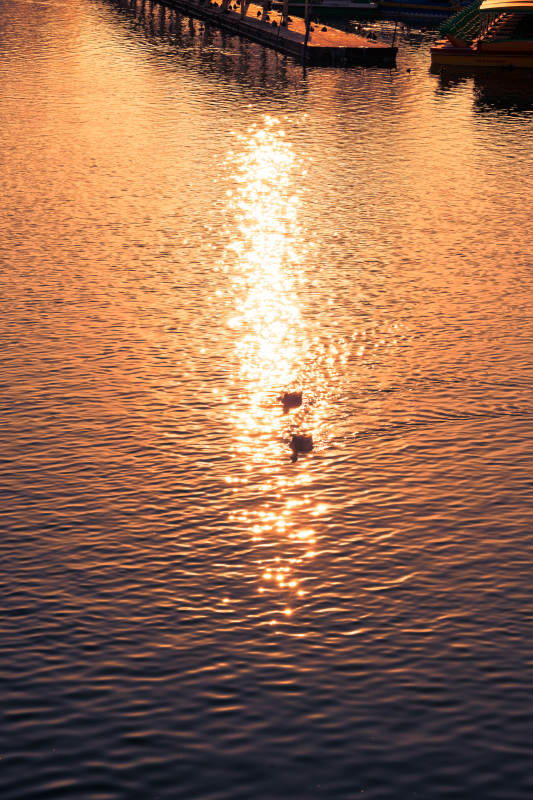 北京龙潭湖夕阳映水 鸭影成双图片
