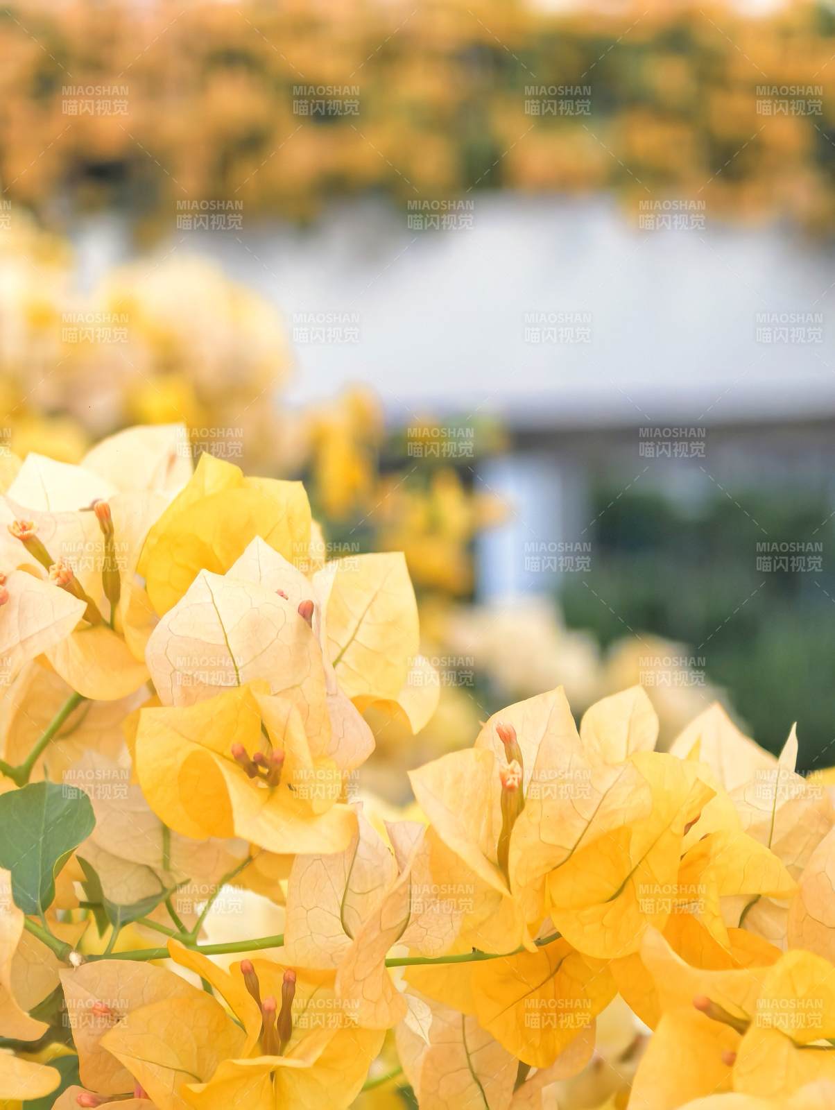金黄三角梅绽放图片