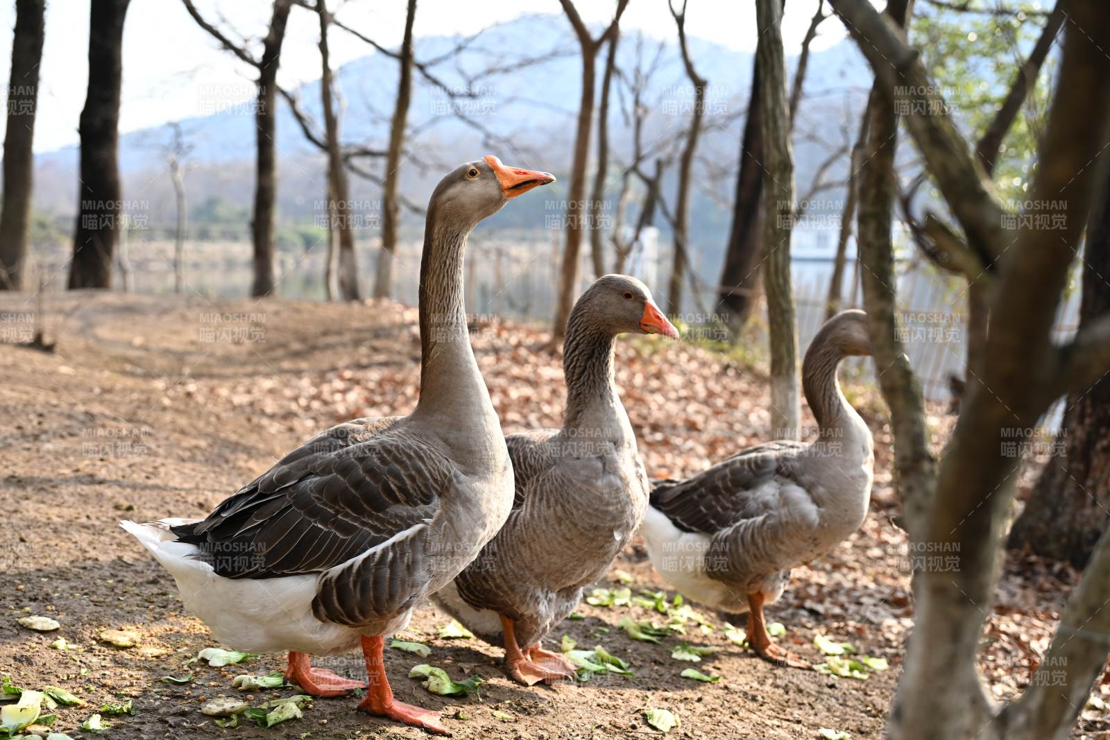 三鹅林间漫步图片
