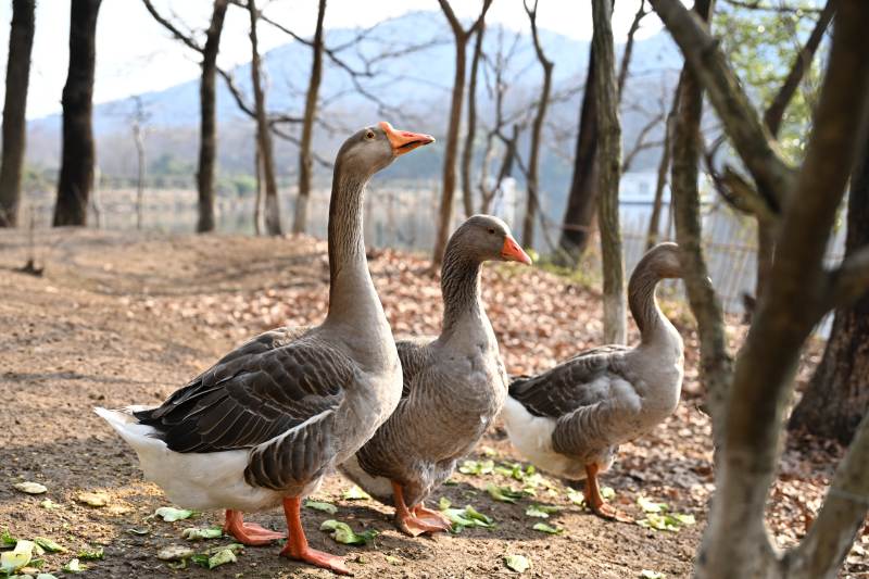 三鹅林间漫步图片