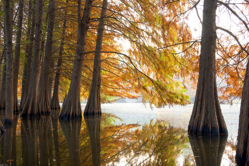 秋水杉影紫金山落羽杉图片