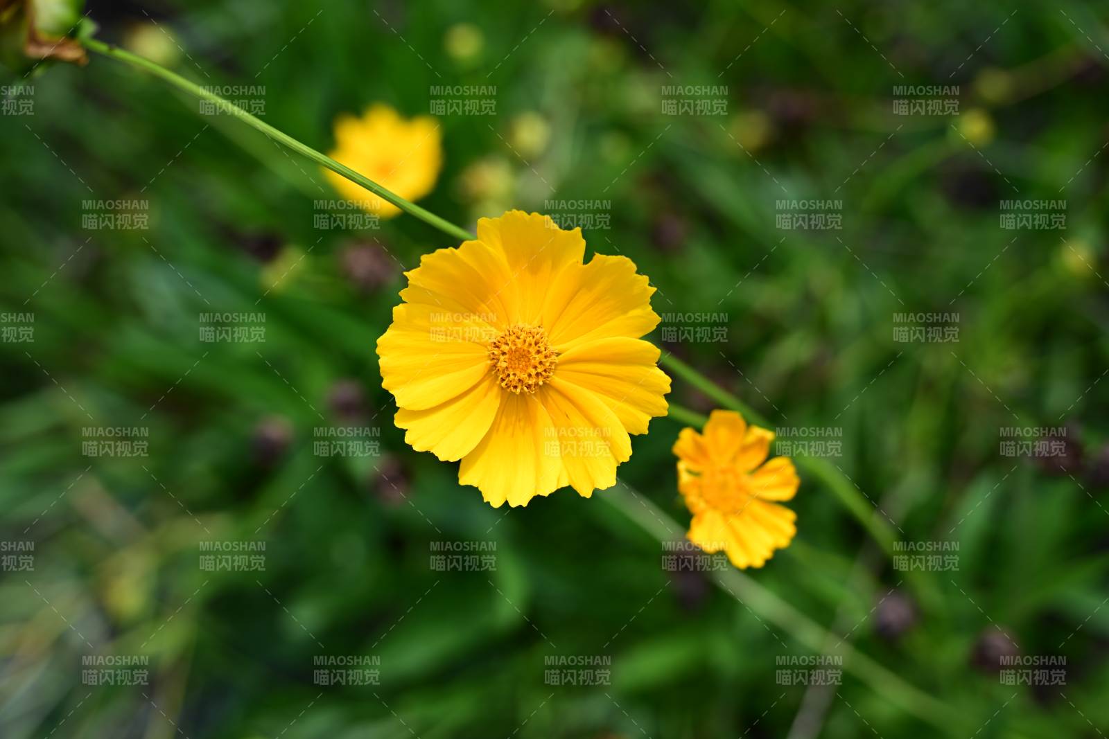 金秋菊绽放图片