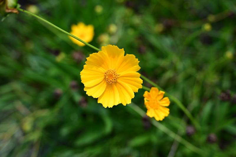 金秋菊绽放图片