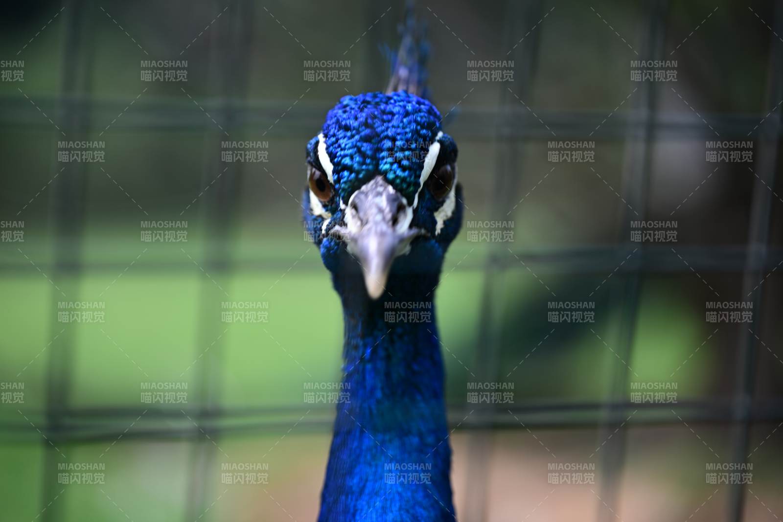 孔雀凝视镜头图片